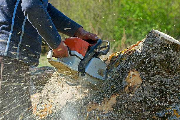 Tree Service Company in Whitney, SC